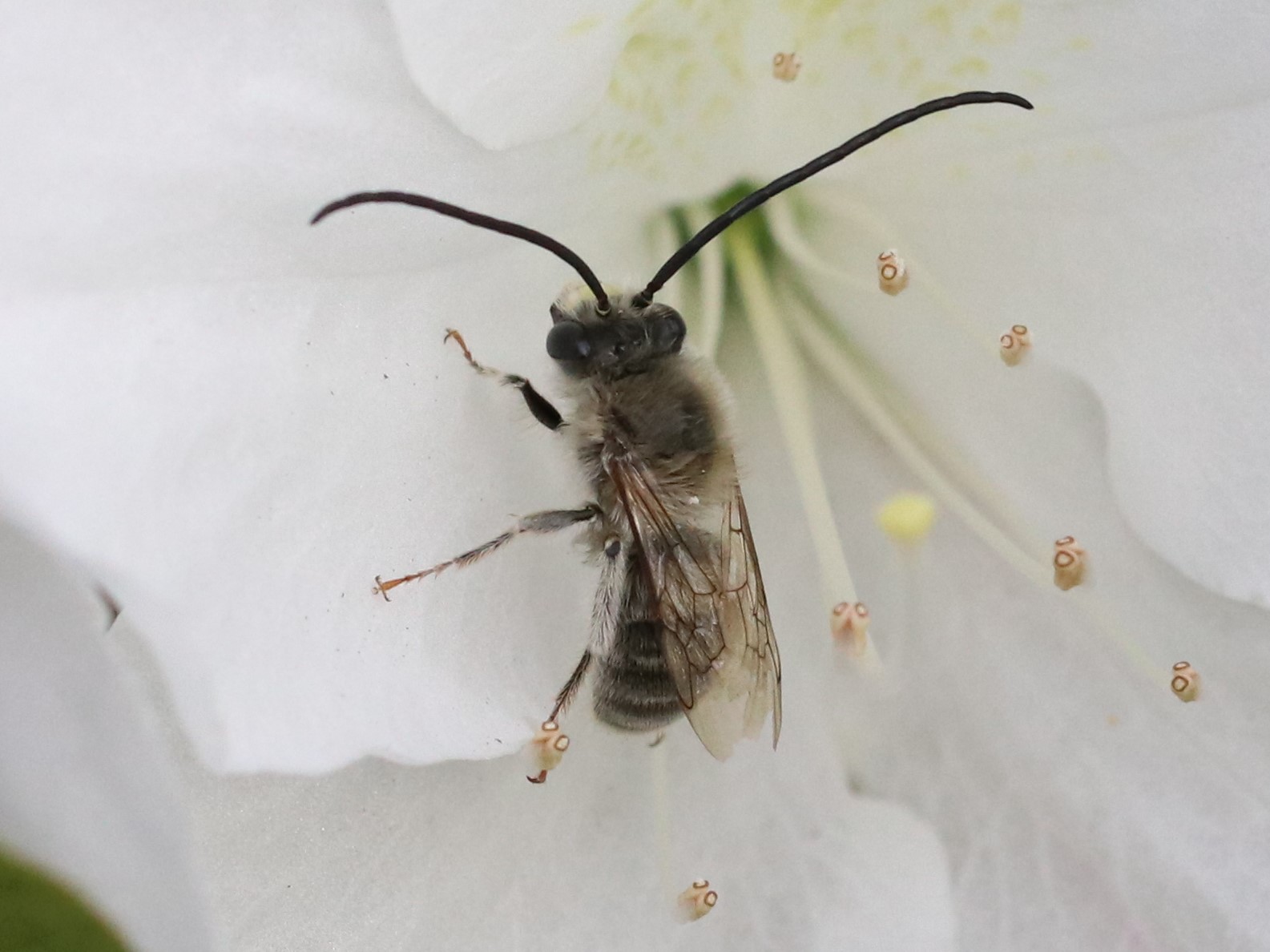 花とニッポンヒゲナガハナバチ2